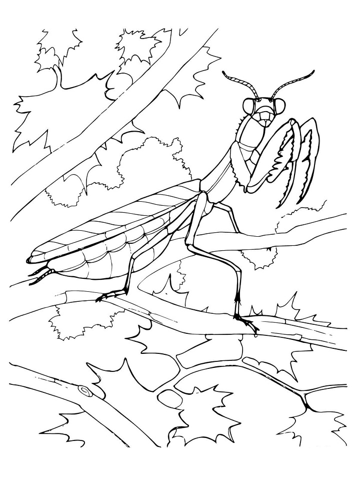 con bo ngua tren canh cay 1