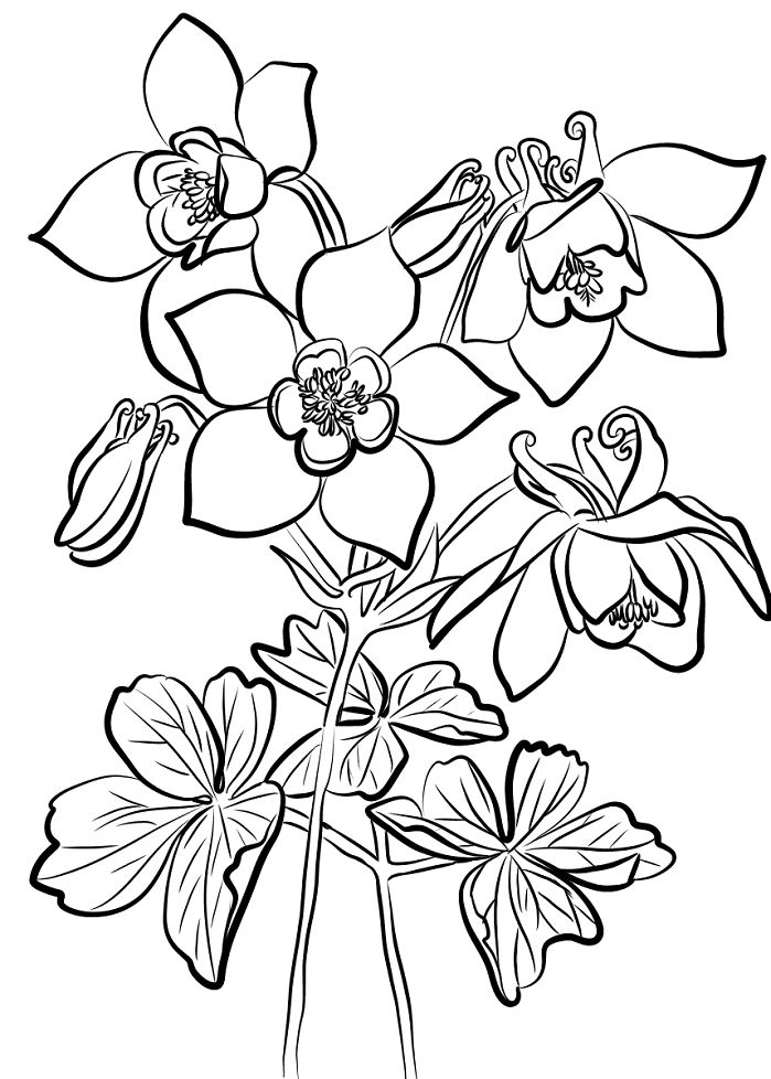 nhung bong hoa bo cau 1