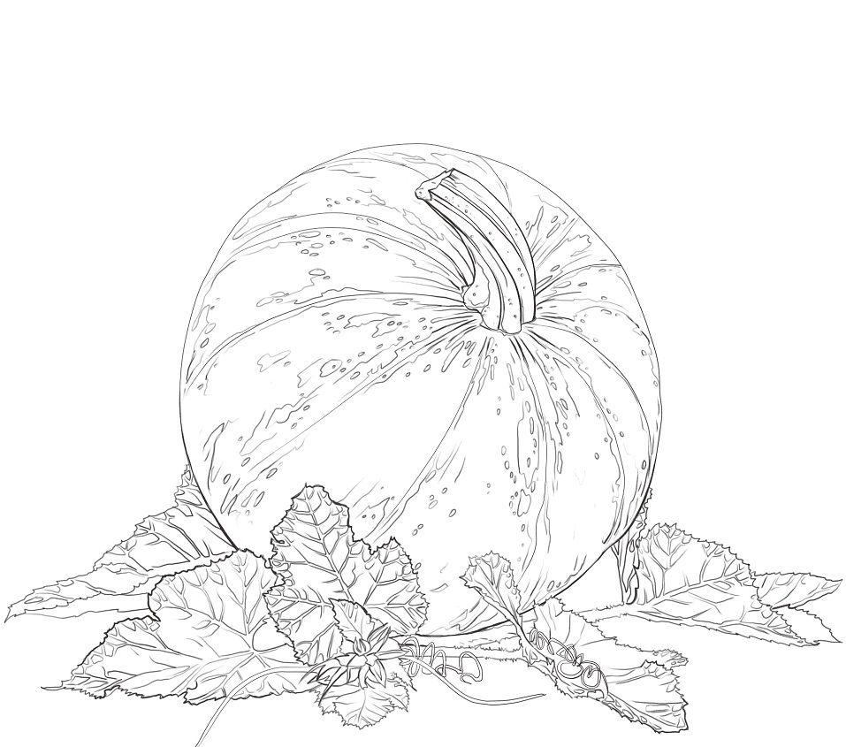 qua bi ngo trong vuon