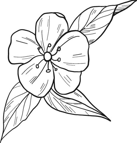 tranh to mau bong hoa dao no ro