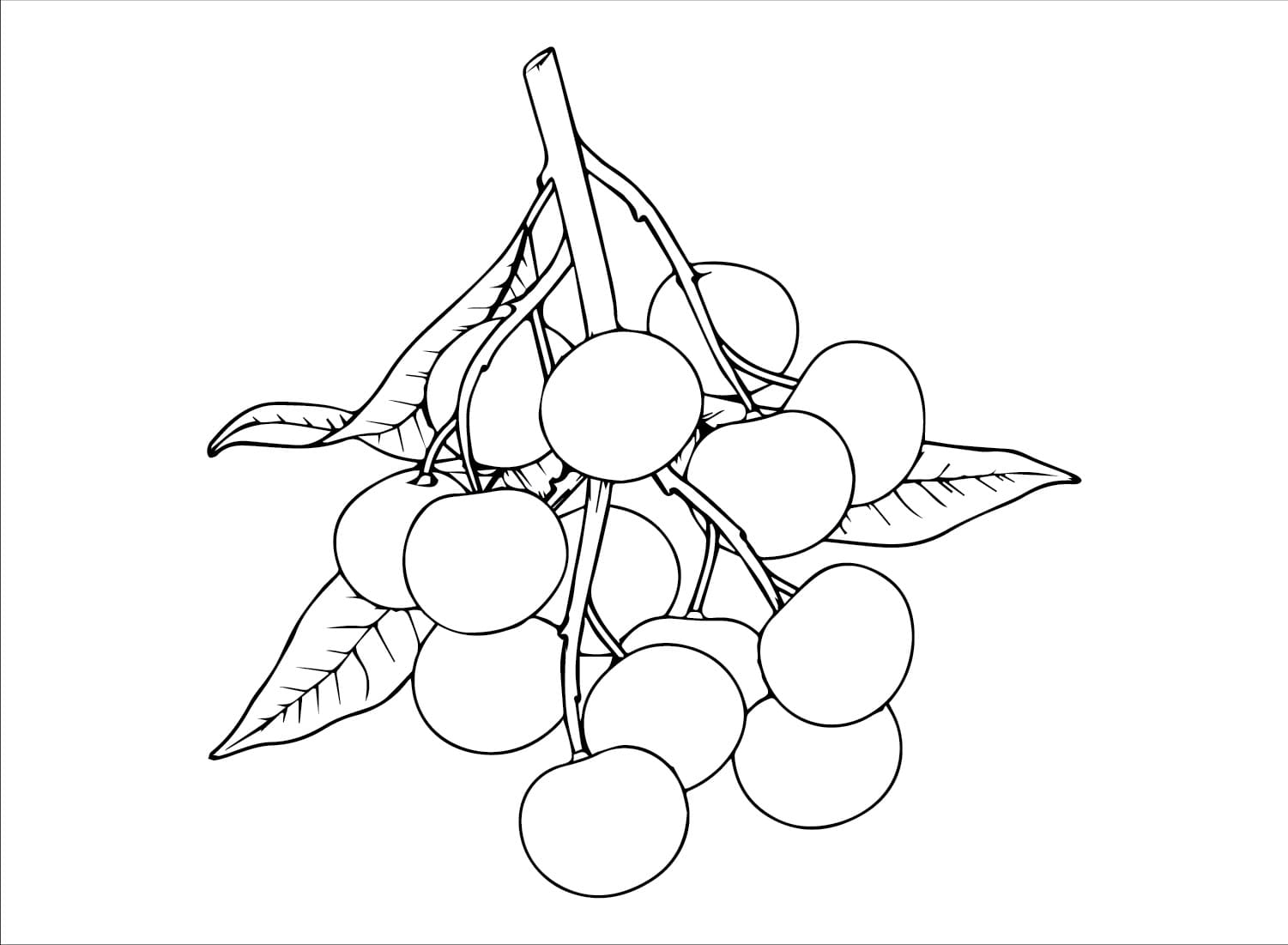 tranh to mau chum nhan