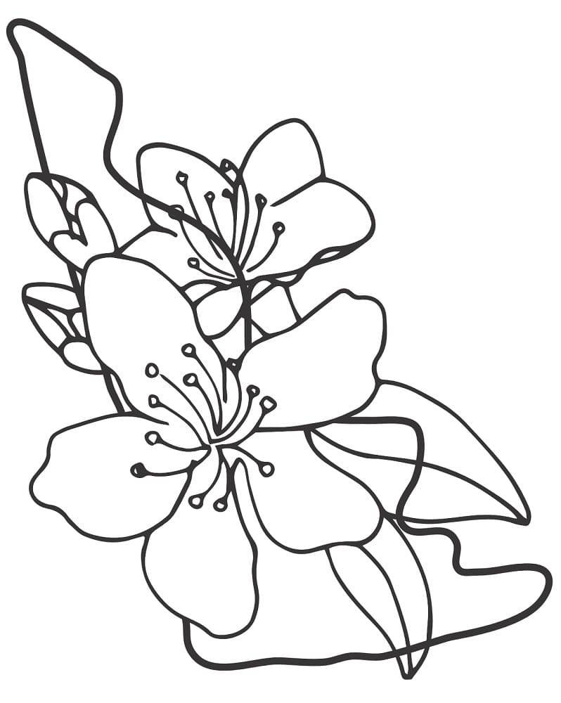 tranh to mau hoa mai dep