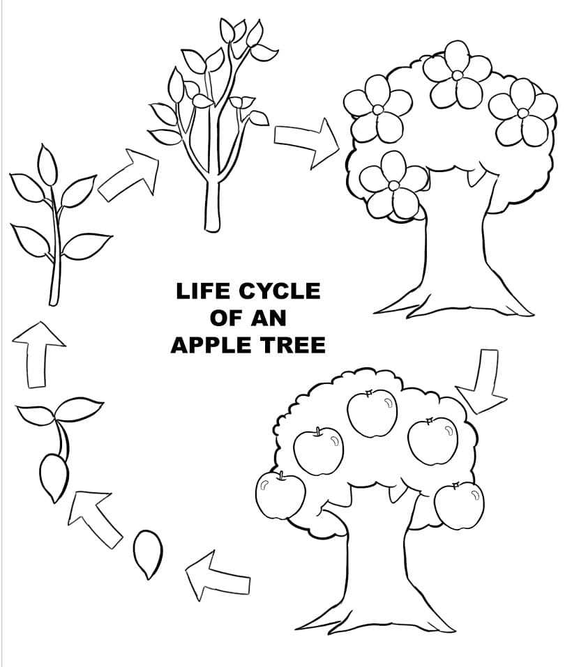 tranh to mau vong doi cay tao